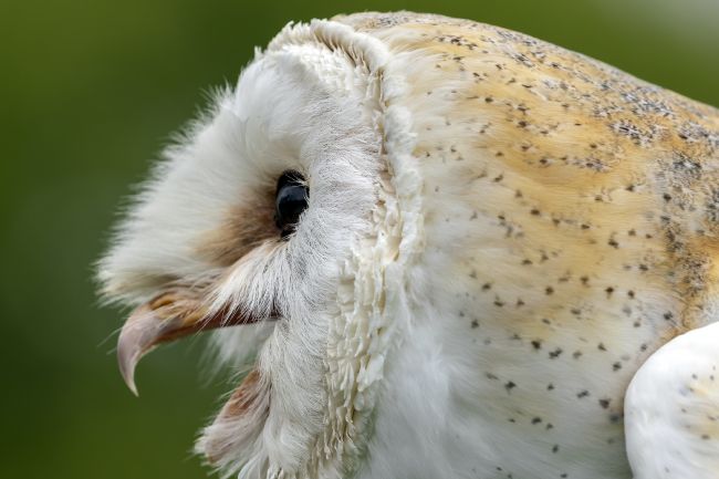 kelvin rumsby | angry barn owl