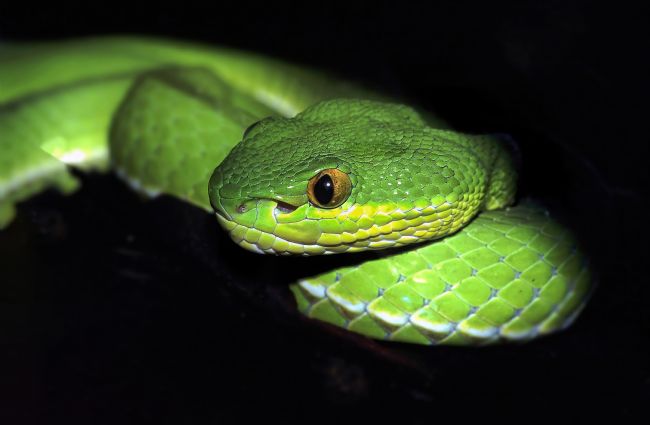 Kelvin Rumsby | green viper