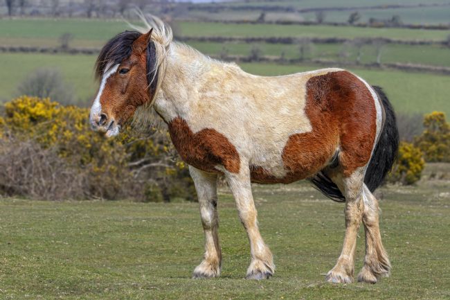 Kelvin Rumsby | Dartmoor pony