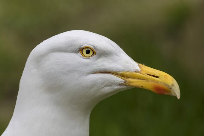 Kelvin Rumsby | herring gull