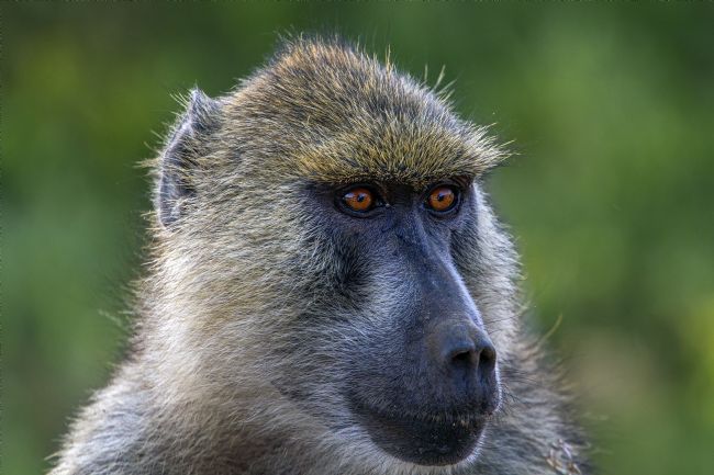 Kelvin Rumsby | African wild baboon portrait