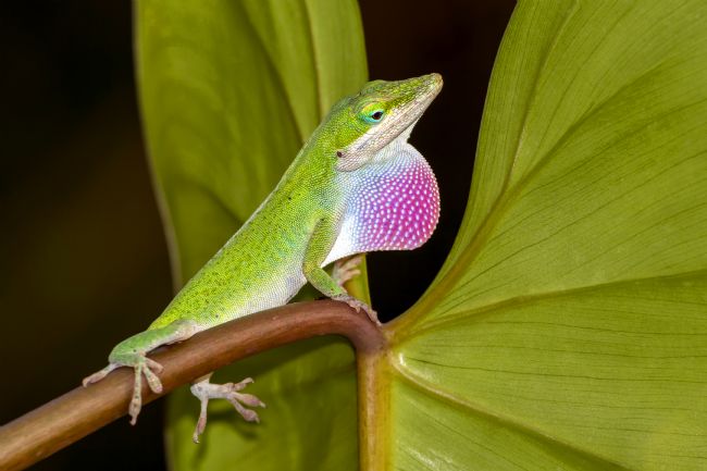 kelvin rumsby | anole 3