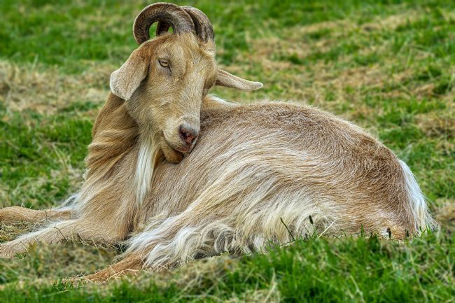 Kelvin Rumsby | itch