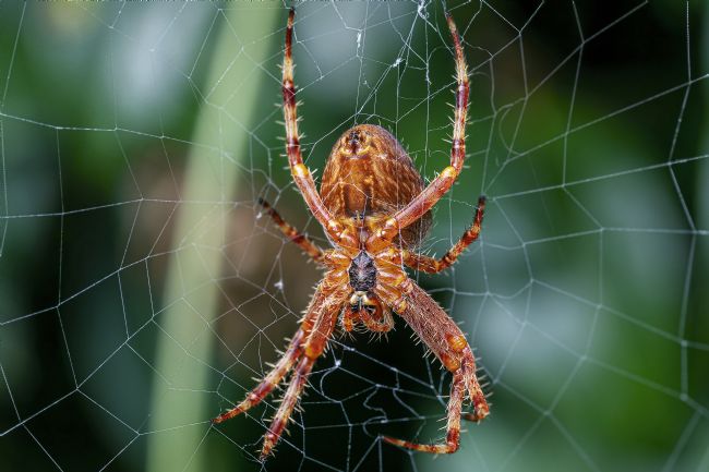 Kelvin Rumsby | garden spider
