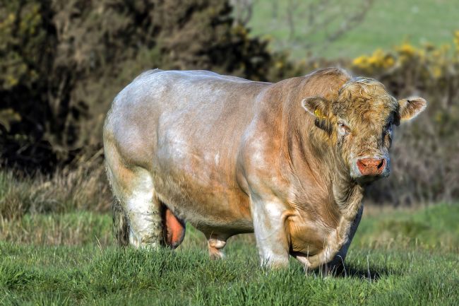 Kelvin Rumsby | Mr. bull