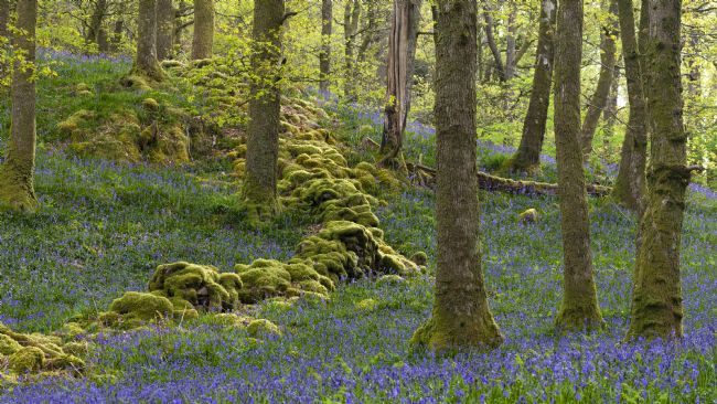 Michael Yates | Bluebell Wood