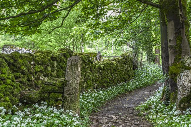 Michael Yates | Garlic Gateway