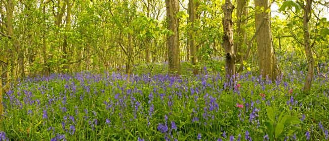 Michael Yates | Bluebell Woods