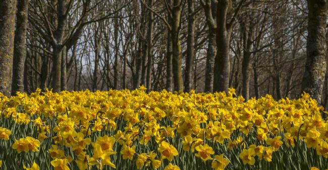 Michael Yates | Daffodil Carpet