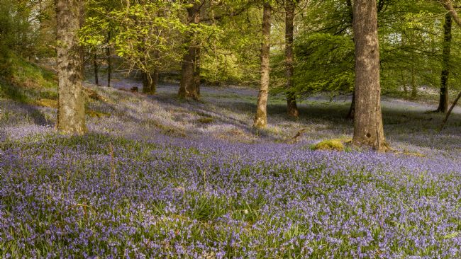 Michael Yates | Bluebell Wood