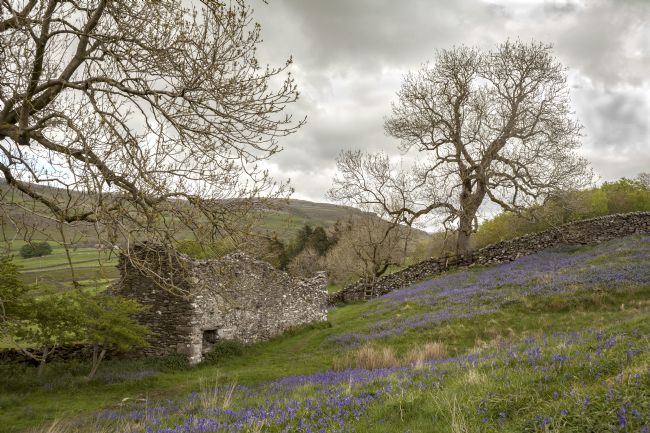 Michael Yates | Bluebells and Ruin