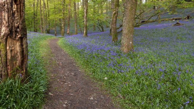 Michael Yates | Bluebell Path