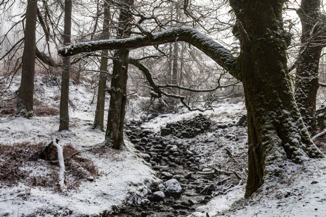 Michael Yates | Snowy Stream