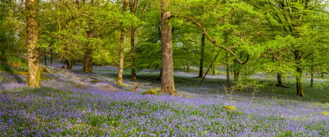 Michael Yates | Bluebell Wood