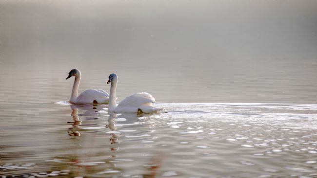 Roger Hollingsworth | Swanpool, Falmouth