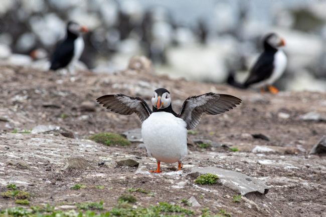 Roger Hollingsworth | I can Fly.        Puffin on a cliff edge
