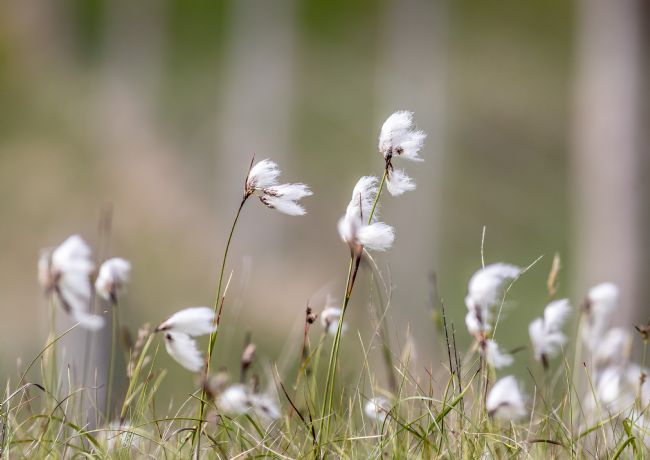 Roger Hollingsworth | Cotton-Grass