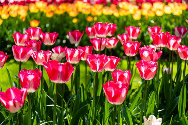 Roger Hollingsworth | Keukenhof Garden, Holland