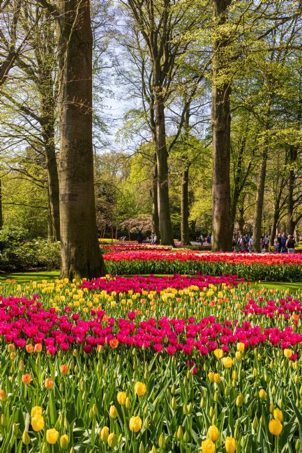 Roger Hollingsworth | Keukenhof Garden, Holland