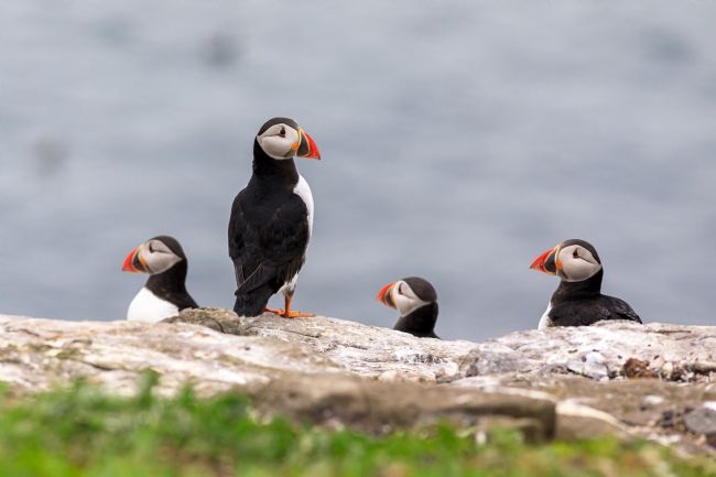 Roger Hollingsworth | Puffins keeping a look out.