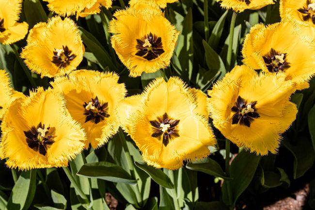 Roger Hollingsworth | Keukenhof Garden, Holland