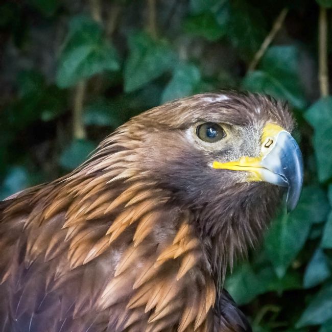 Roger Hollingsworth | Golden Eagle