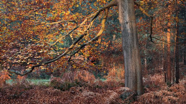 David Powley | Autumn Colours in Thetford Forest