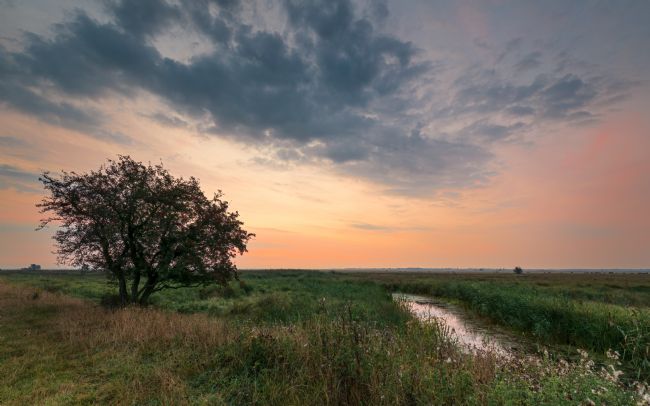 David Powley | Halvergate Marshes Norfolk at Dawn