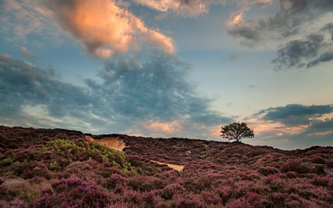 David Powley | Lone tree on Roydon common