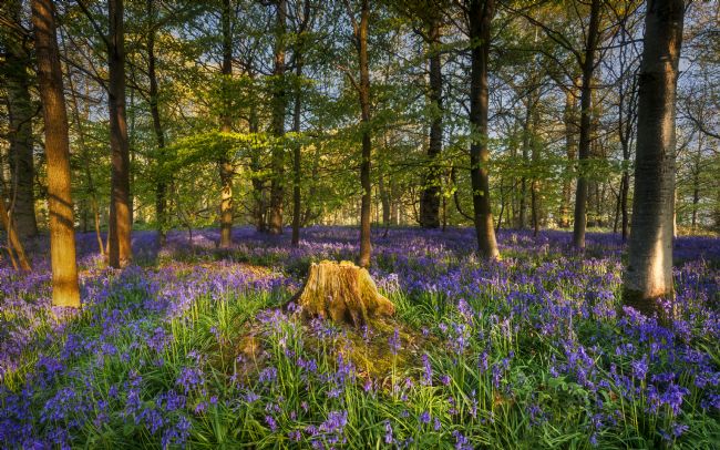 David Powley | Morning Light on Norfolk Bluebell Wood