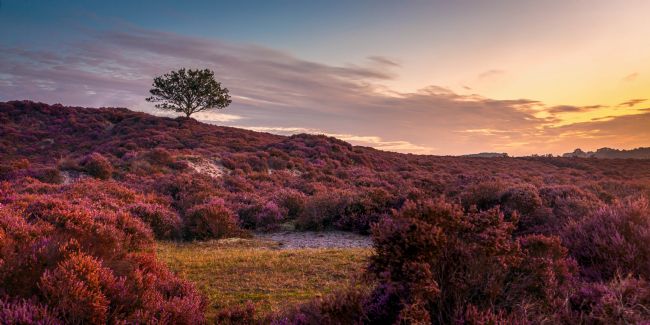David Powley | Dawn on Roydon Common Norfolk