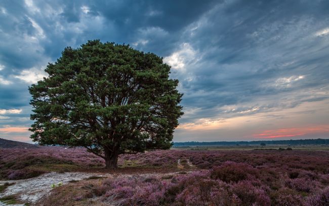 David Powley | Dawn on Roydon Common