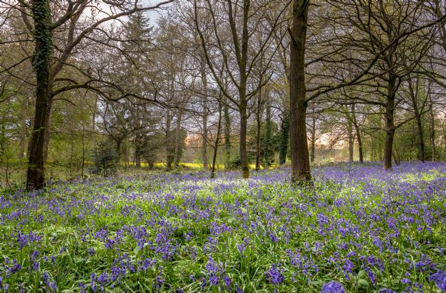David Powley | Bluebells in a Norfolk Wood