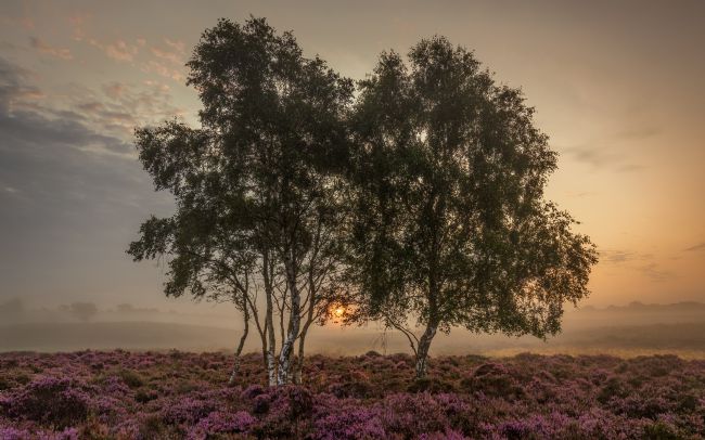 David Powley | Misty Sunrise on Westleton Heath Suffolk