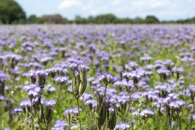 Steve Stamford | Phacelia meadow