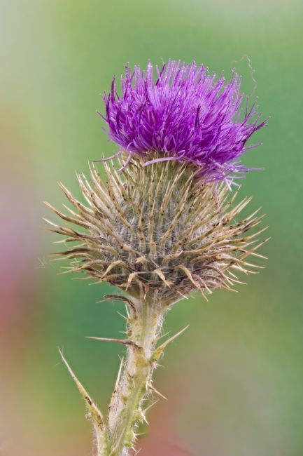 Steve Stamford | Spear thistle macro