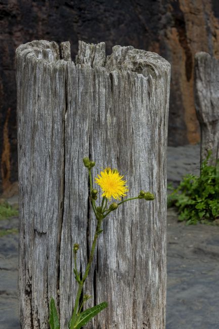 Steve Stamford | Sowthistle in sunshine