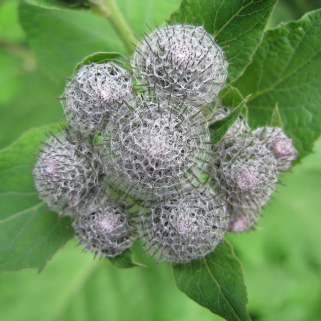 Chris Langley | Wooly Burdock  (Arctium Tomentosum)