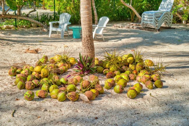 Chris Langley | Fresh Coconuts