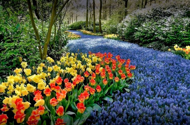 Chris Langley | Spring at the Keukenhof, Holland (watercolour)