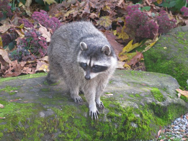 Chris Langley | Raccoon the Bandit