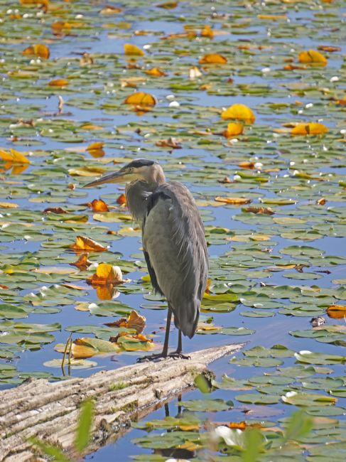 Chris Langley | The Fisherman - Great Blue Heron