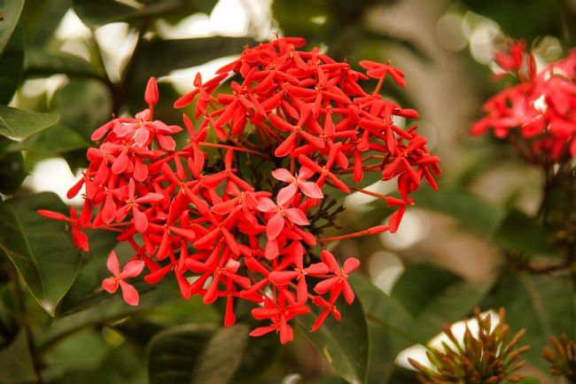 Chris Langley | Ixoroideae