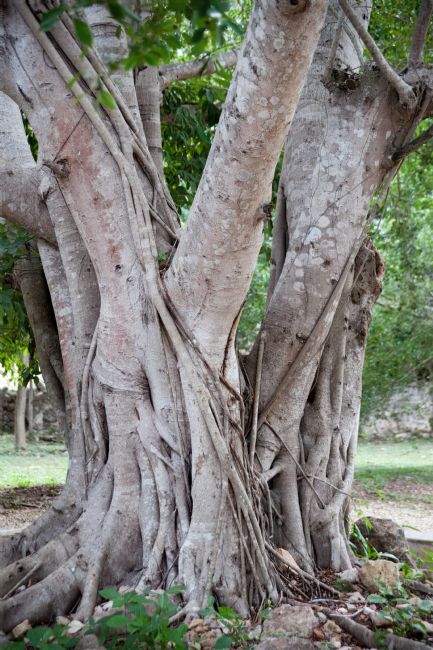 Chris Langley | Hacienda Mucuyche, Merida, Yucatan, Mexico.  Ficus Tree