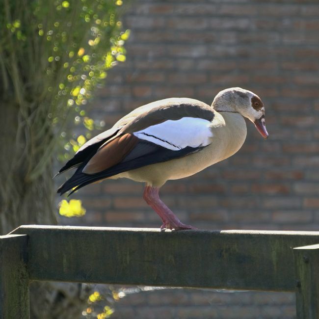 Chris Langley | Egyptian Goose - Alopochen aegyptiaca