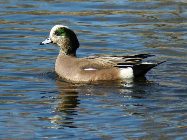 Chris Langley | American Widgeon - Mareca americana