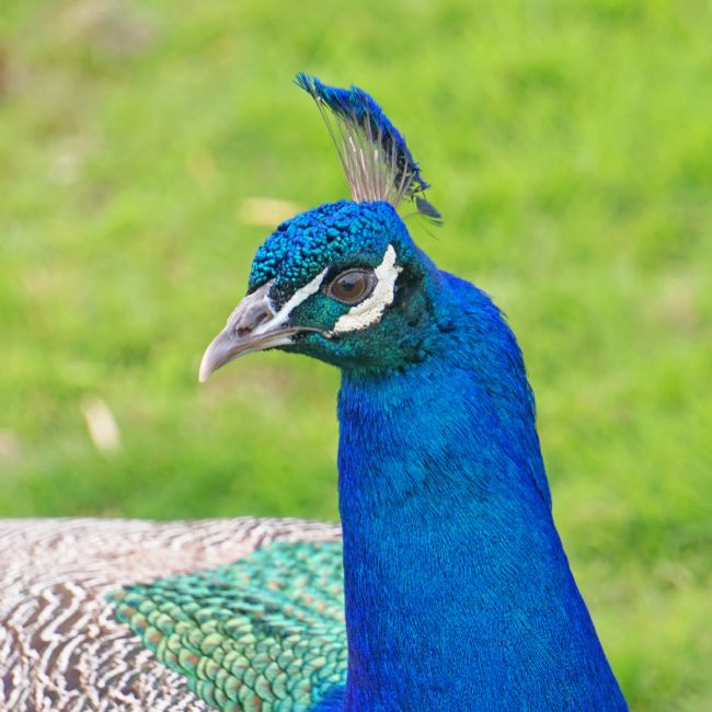 Chris Langley | Eye to Eye with a Peacock