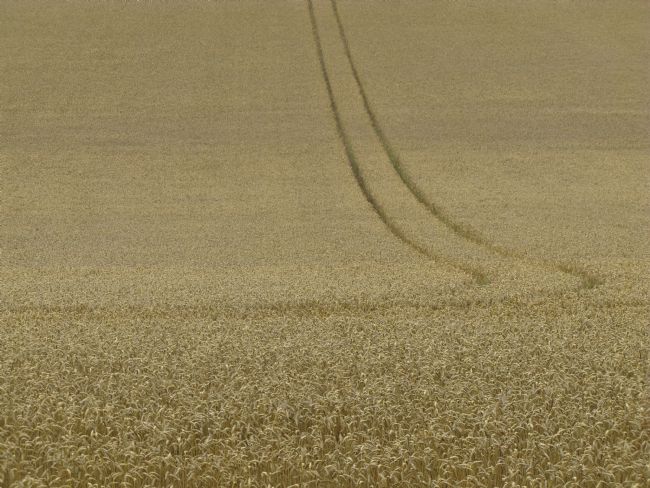Chris Langley | Making Tracks in the Valley Field