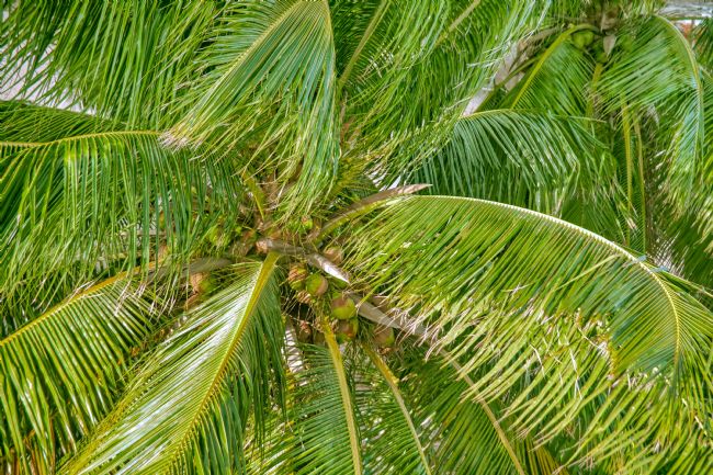 Chris Langley | Wind in the palm fronds, Celestun, Yucantan