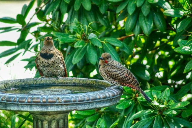 Chris Langley | A pair of Northern Flickers